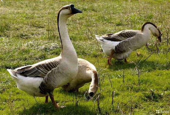 Кубанская серая порода гусей