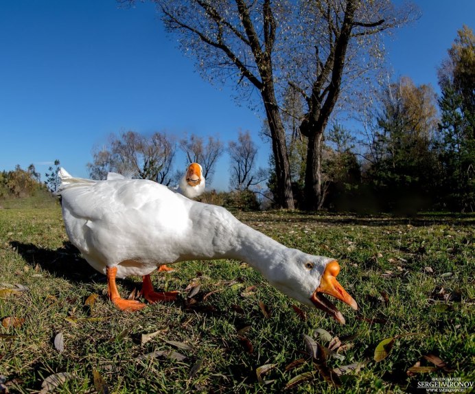 Гуси в природе