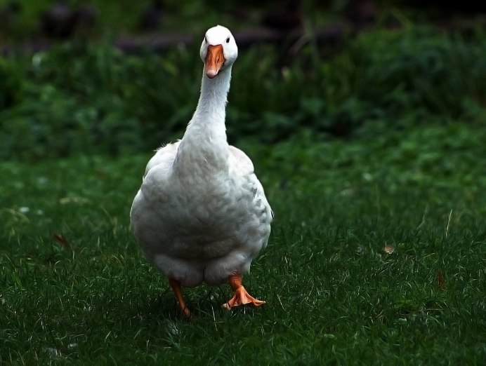 Четкий Гусь