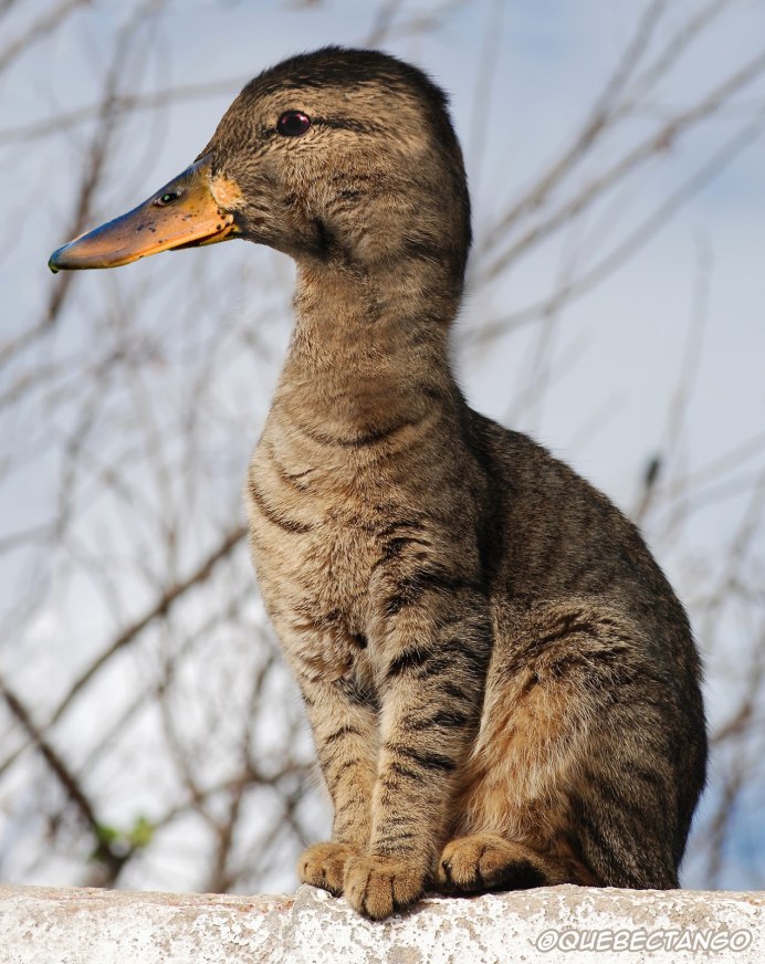 Кот с уткой на голове