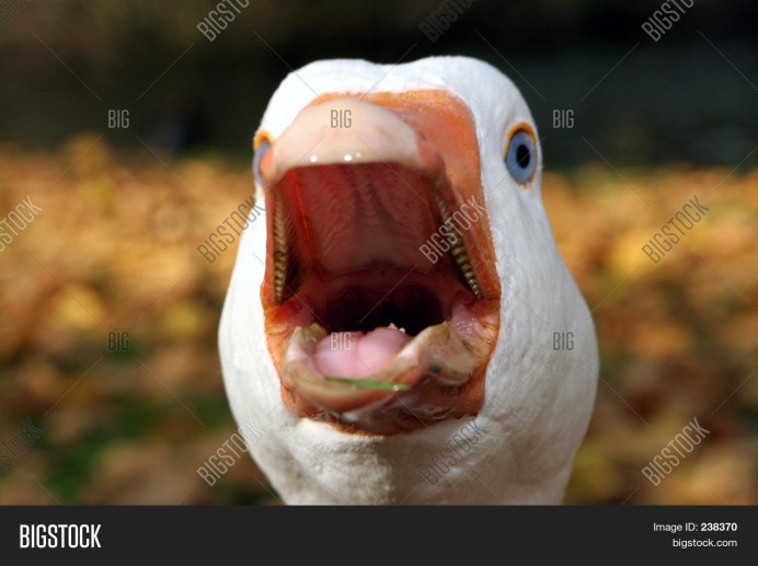 Гусь пасть зубы