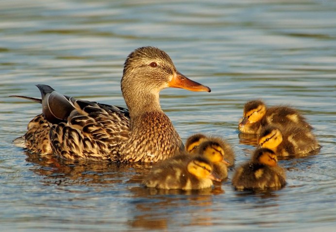Утка селезень утята