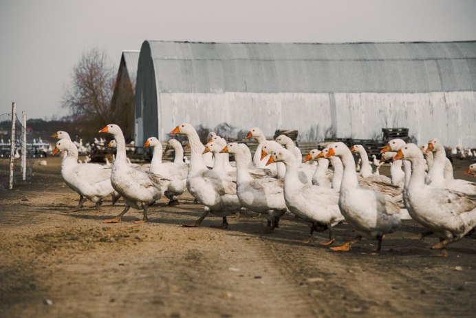 Стадо гусей