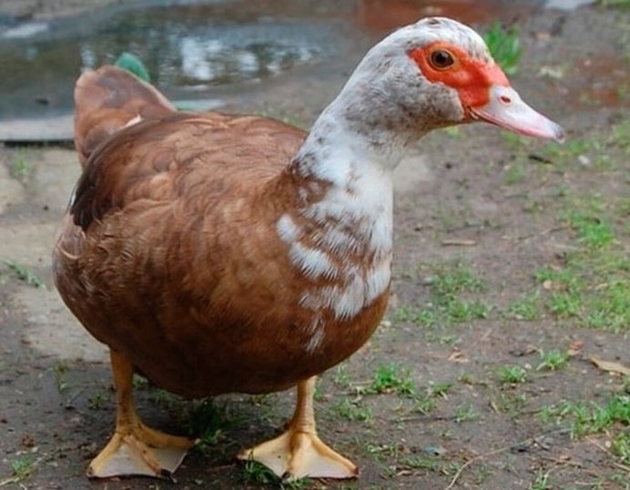 Мускусная утка и индоутка