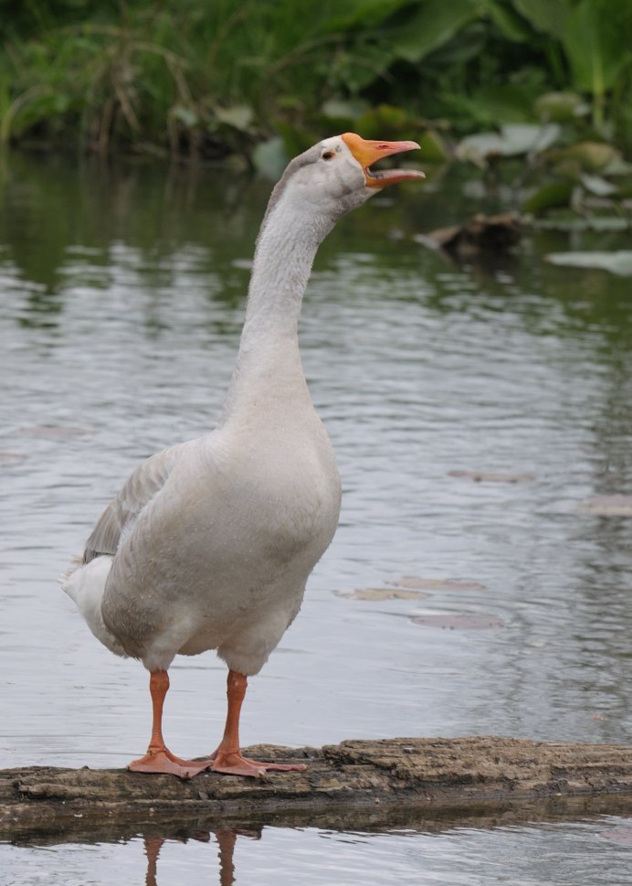 Гусь обыкновенный
