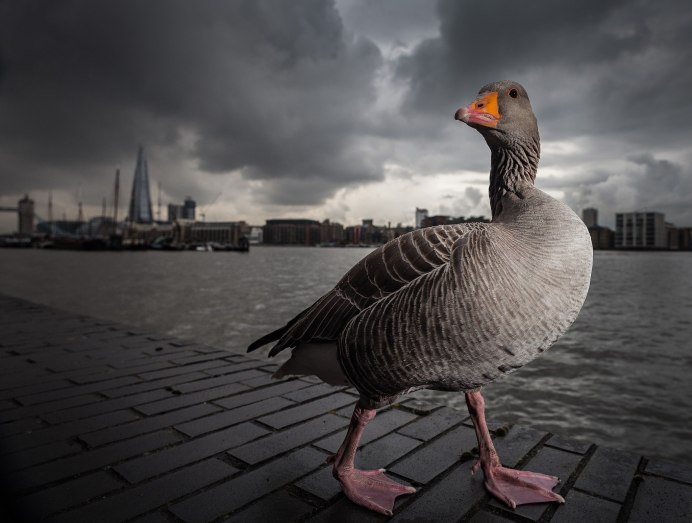 Красивый Гусь