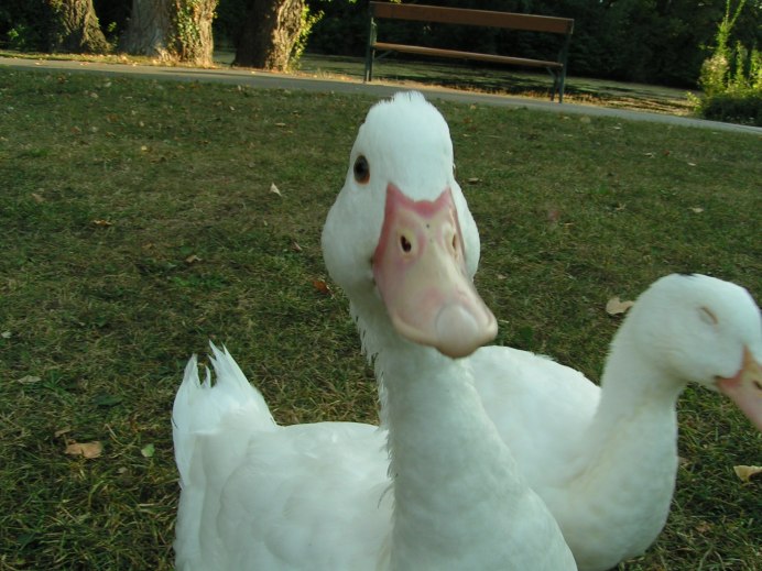 Веселые гуси