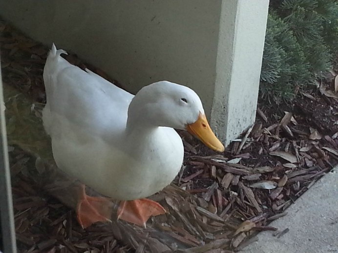 Подозрительная утка