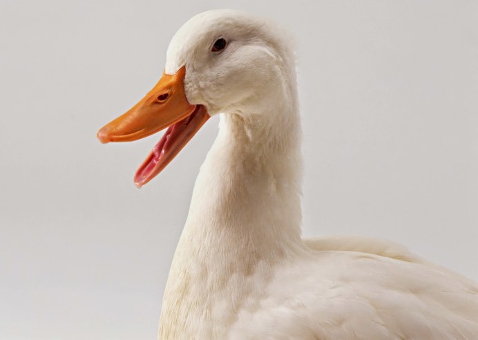 Гусь гогочет