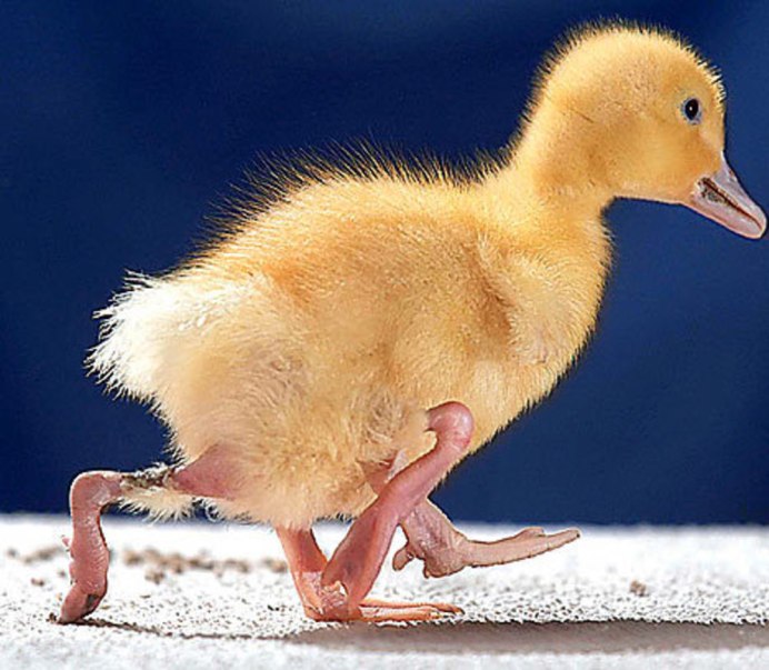 Четырехлапая утка