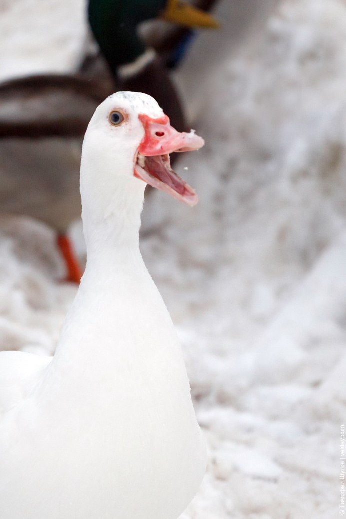 Белый Гусь
