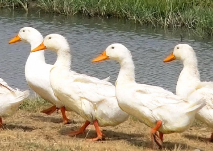 Смешная еда