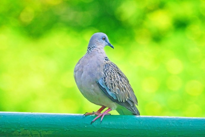 Птица Blue Waxbill