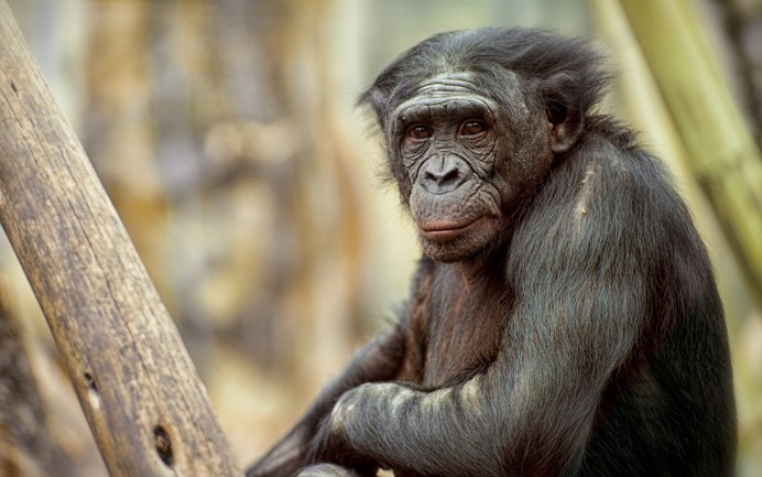 Приматы / Primates