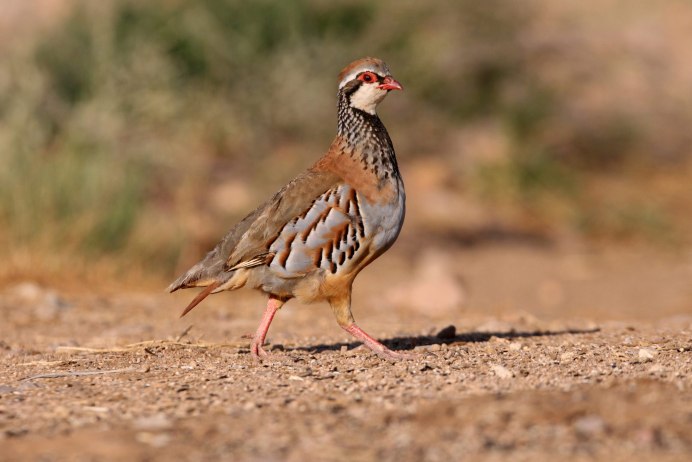 Кеклик Руфа