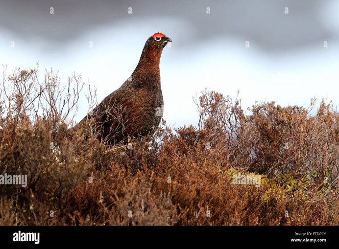 Серая куропатка (Perdix Perdix)