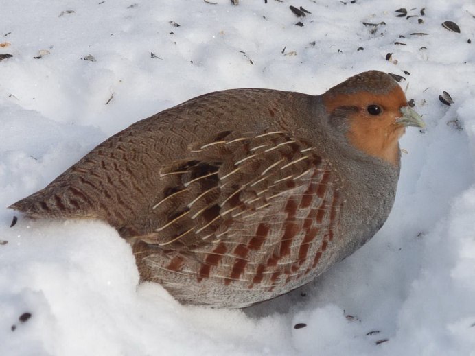 Среднерусская белая куропатка