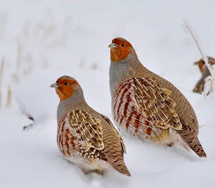 Торлаа куропатка