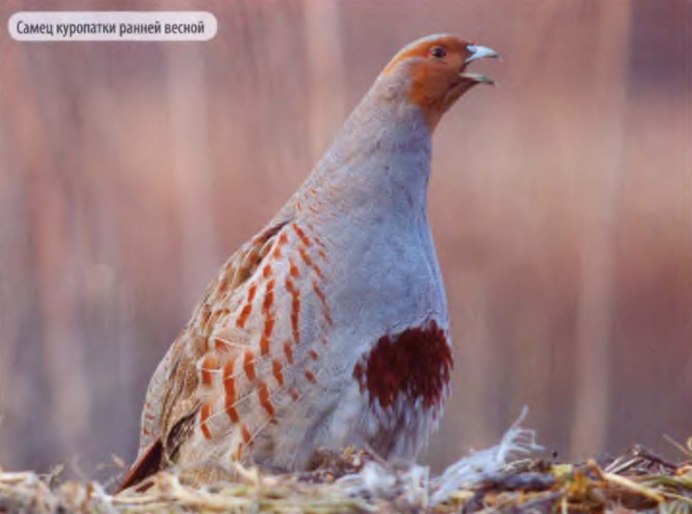 Куропатка Руфа