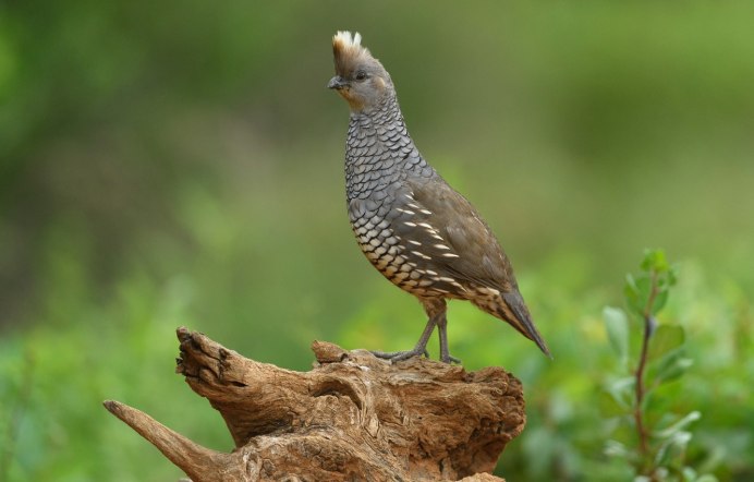 Тундровая белая куропатка