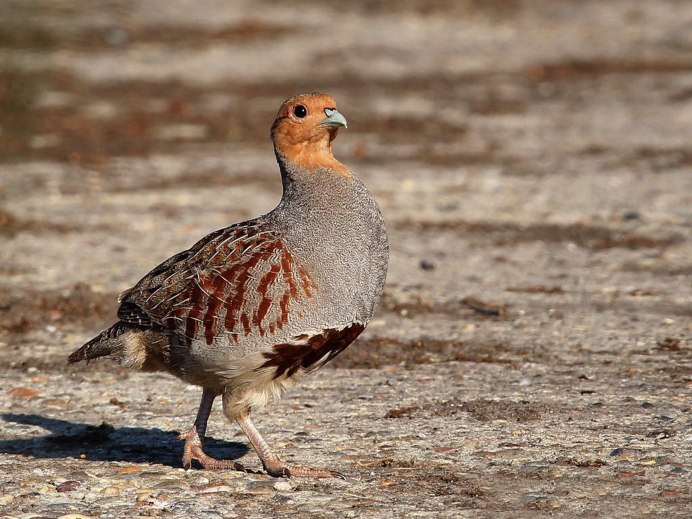 Среднерусская белая куропатка lagopus lagopus rossicus