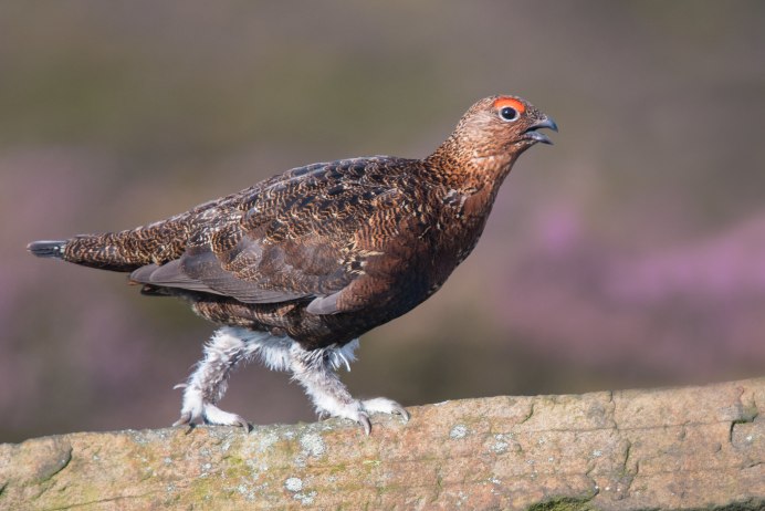 Красноногая куропатка