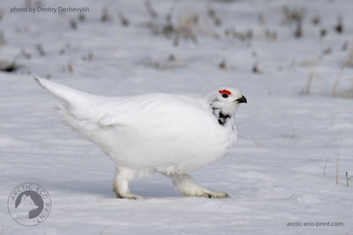 Берберийская куропатка