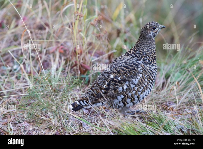 Лопата куропатка и петух