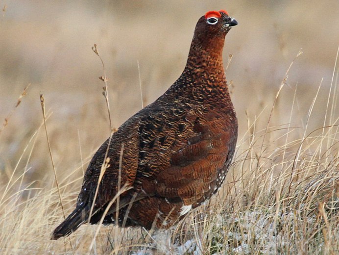 Степная куропатка