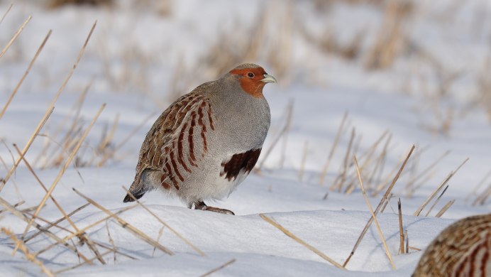 Белая Шотландская куропатка