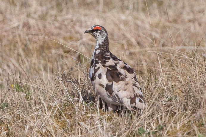 Горная куропатка кеклик