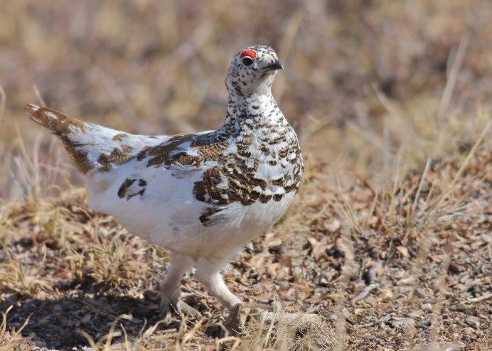 Куропатка в Подмосковье фото