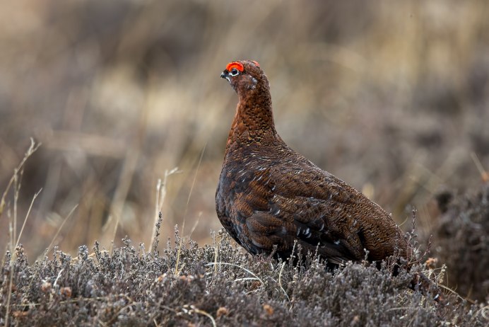 Граус Шотландская куропатка