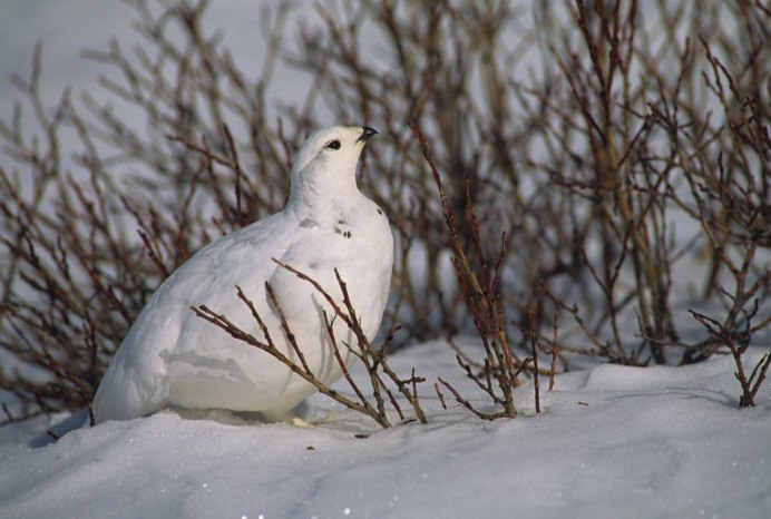 Red Grouse какой цвет