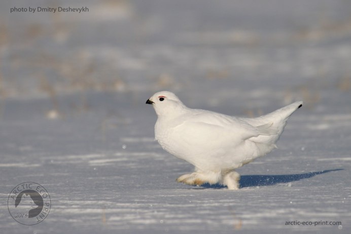 Тетерев самка