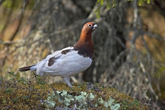 Красная куропатка Руфа