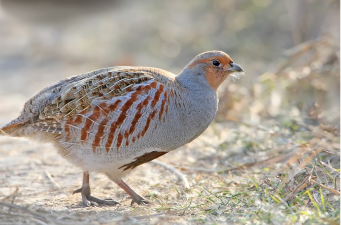 Белая куропатка бежит