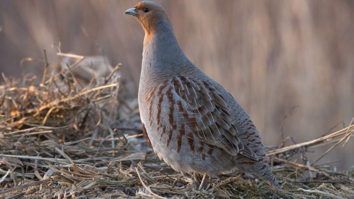 Кеклик каменная куропатка