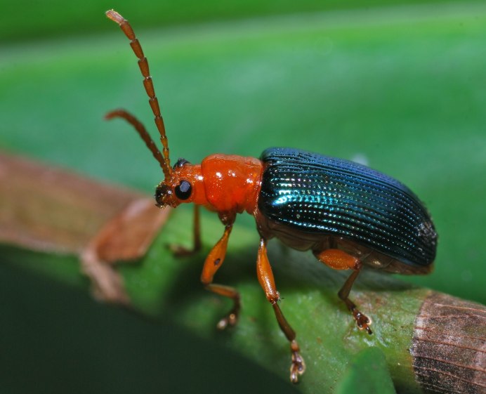 Chrysomelidae листоеды
