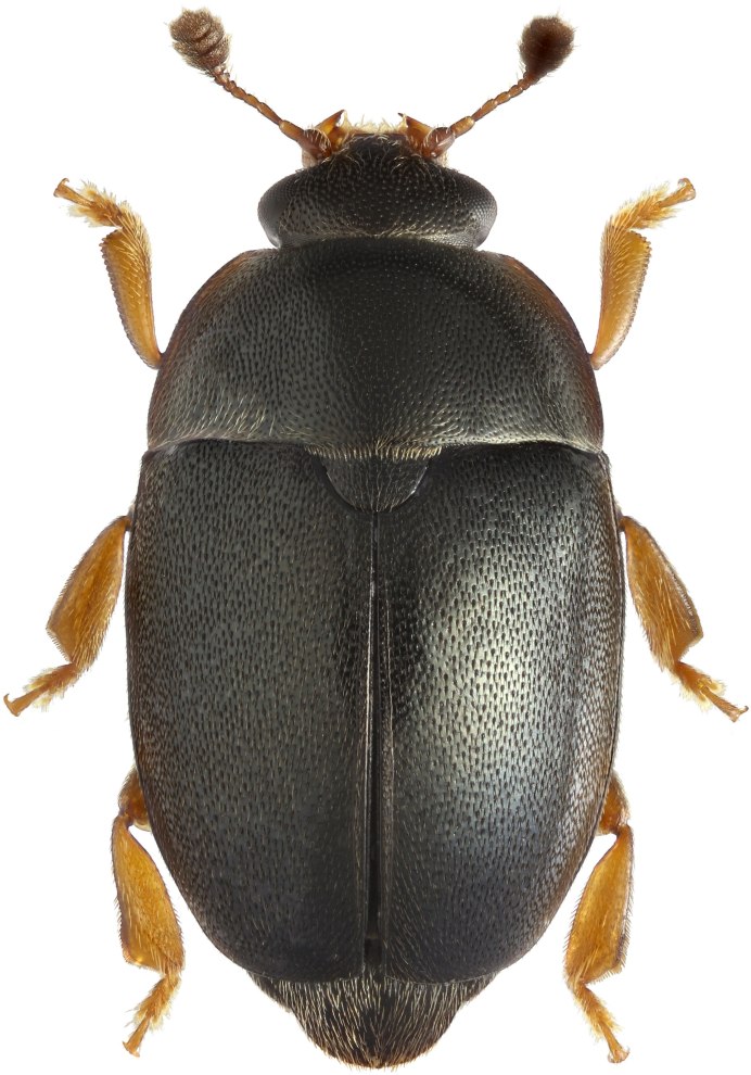 Meligethes aeneus