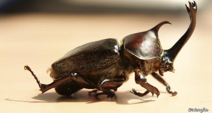 Жук-носорог Вильчаторогий Trypoxylus dichotomus