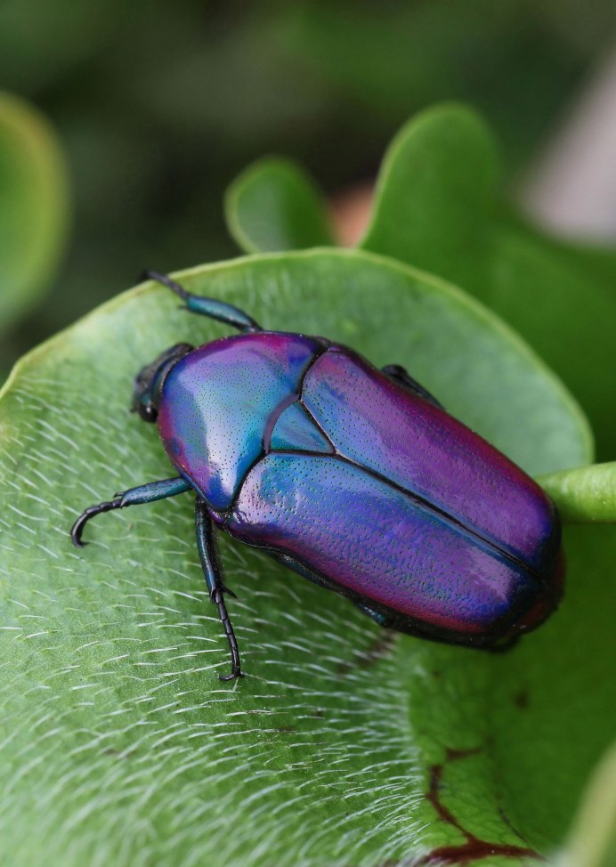 Smaragdina africana africana Жук
