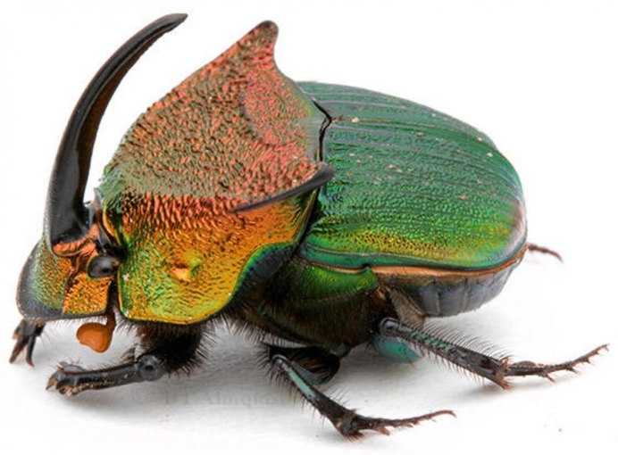Phanaeus Vindex
