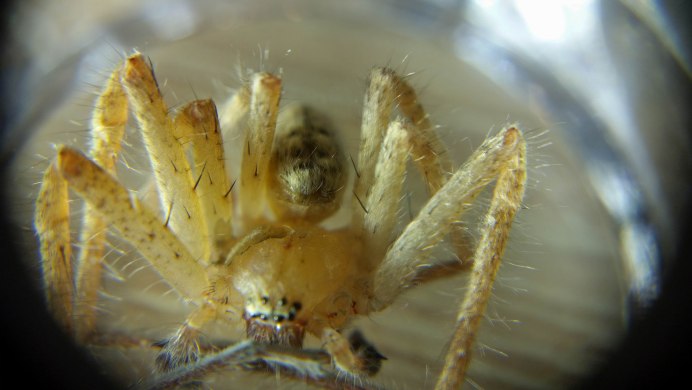 Cheiracanthium punctorium
