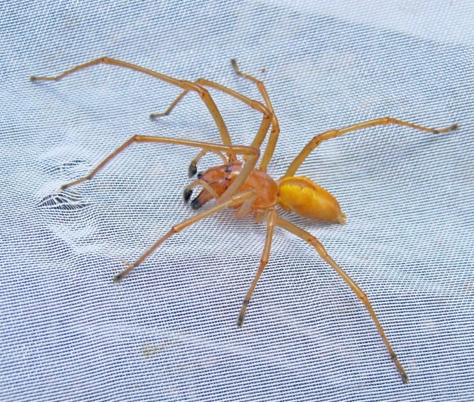 Cheiracanthium inclusum паук