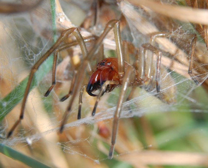 Cheiracanthium mildei