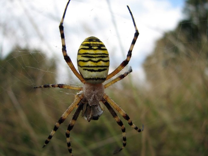 Cheiracanthium punctorium
