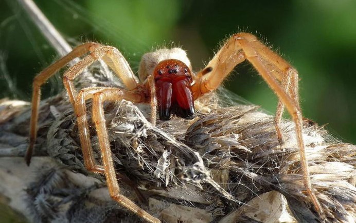 Паук Cheiracanthium punctorium