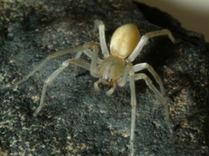 Cheiracanthium punctorium желтосумный колющий паук