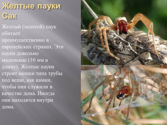Cheiracanthium inclusum